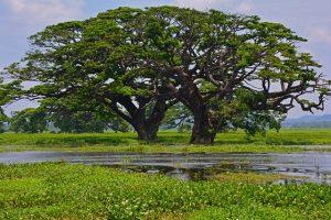 Breathtaking Beaches of Sri Lanka: Explore the Island's Most Stunning Coastal Retreats